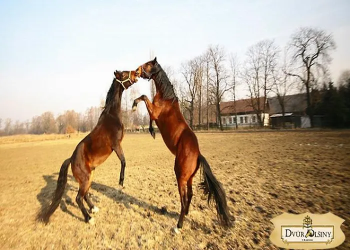 Hotel Dvur Olsiny -hotel And Horse-riding